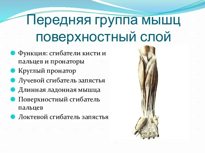 Передняя группа мышц поверхностный слой Функция: сгибатели кисти и пальцев