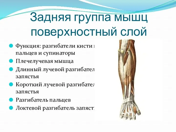 Задняя группа мышц поверхностный слой Функция: разгибатели кисти и пальцев