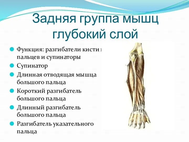Задняя группа мышц глубокий слой Функция: разгибатели кисти и пальцев