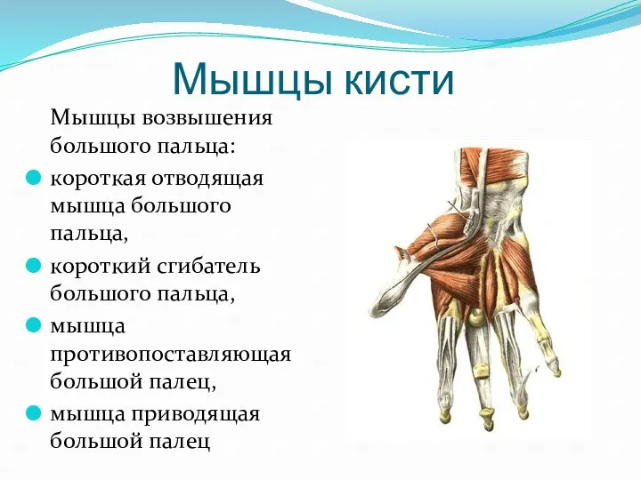 Мышцы кисти Мышцы возвышения большого пальца: короткая отводящая мышца большого