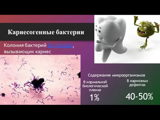 Кариесогенные бактерии Колония бактерий Str. mutans, вызывающих кариес Содержание микроорганизмов