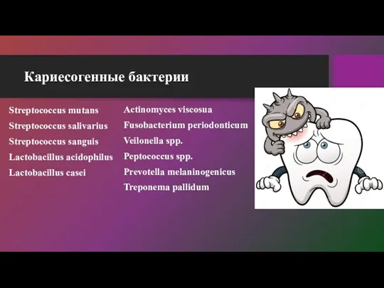 Кариесогенные бактерии Streptococcus mutans Streptococcus salivarius Streptococcus sanguis Lactobacillus acidophilus