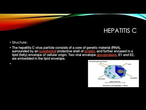 HEPATITIS C Structure: The hepatitis C virus particle consists of