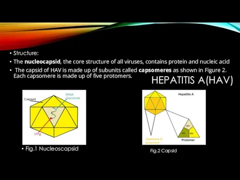 HEPATITIS A(HAV) Structure: The nucleocapsid, the core structure of all
