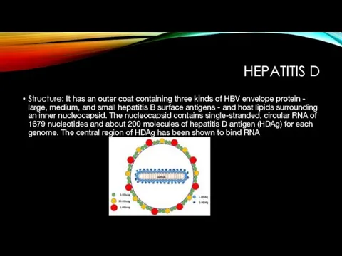 HEPATITIS D Structure: It has an outer coat containing three