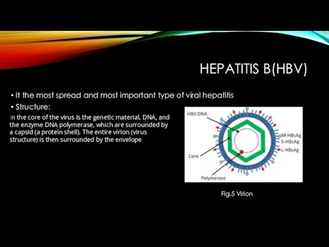 HEPATITIS B(HBV) It the most spread and most important type