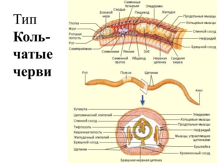 Тип Коль-чатые черви