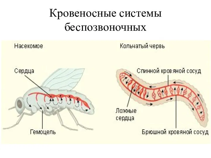 Кровеносные системы беспозвоночных