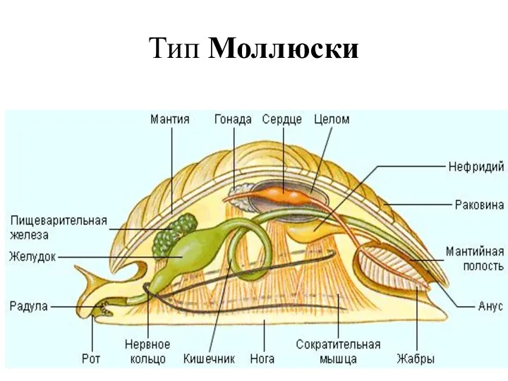 Тип Моллюски