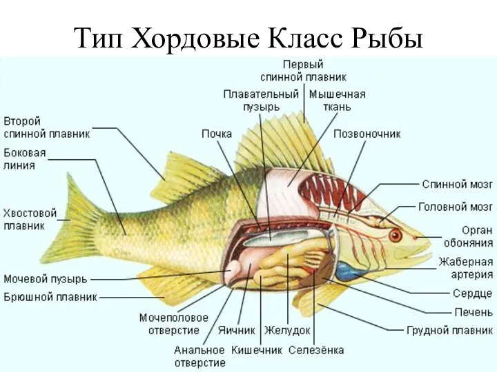 Тип Хордовые Класс Рыбы