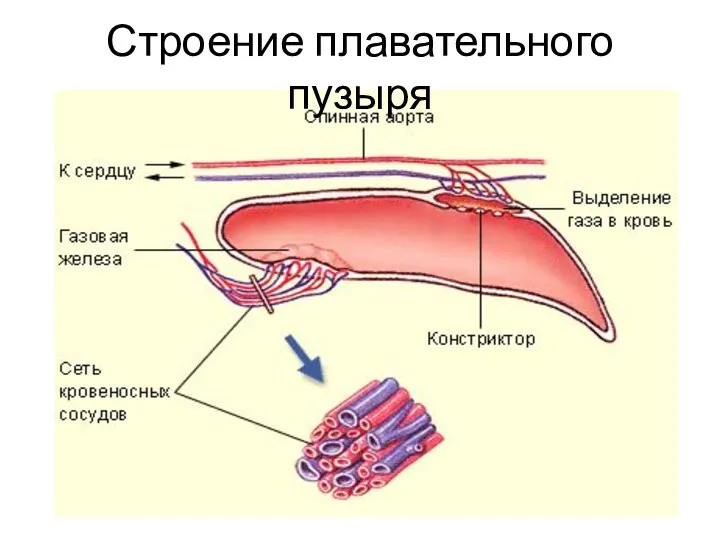 Строение плавательного пузыря