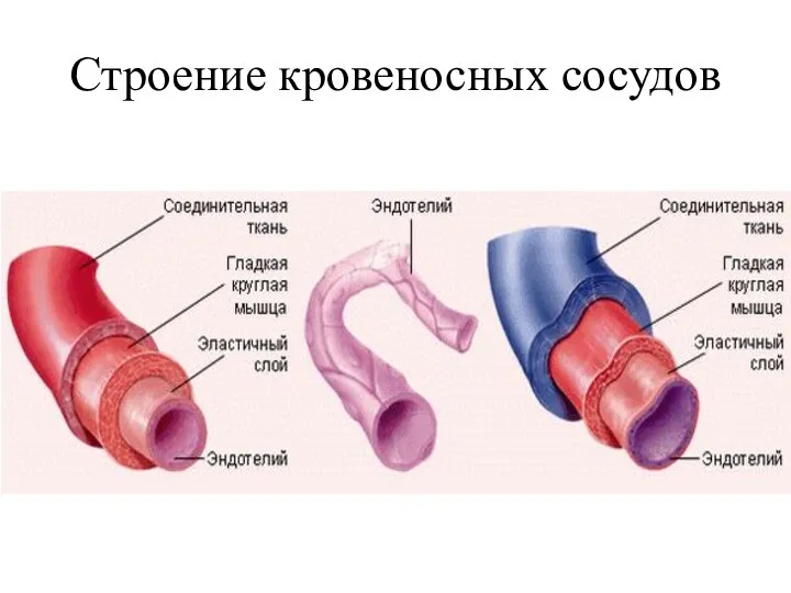 Строение кровеносных сосудов