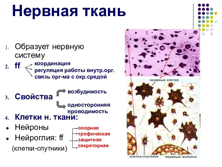 Нервная ткань Образует нервную систему ff Свойства Клетки н. ткани: Нейроны Нейроглия: ff (клетки-спутники)