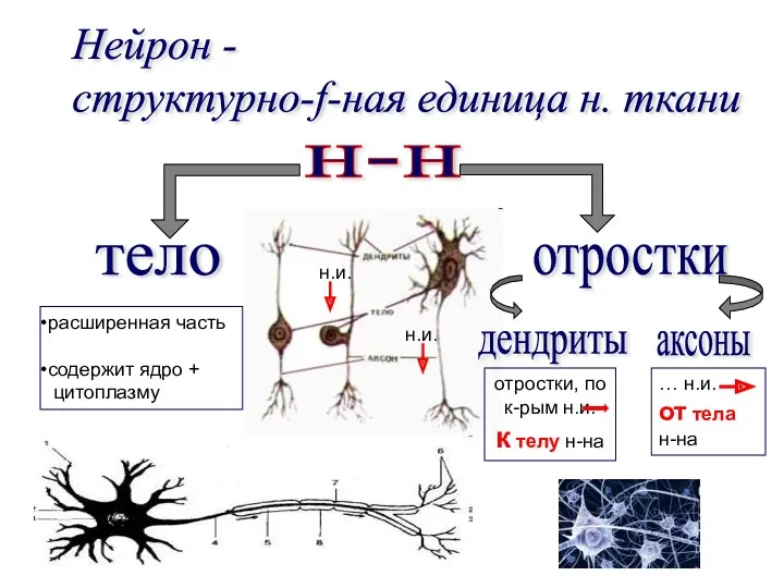 Нейрон - структурно-f-ная единица н. ткани н.и. н.и. расширенная часть содержит ядро + цитоплазму
