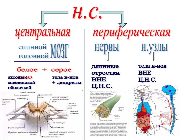 белое + серое в-во аксоны с миелиновой оболочкой тела н-нов + дендриты