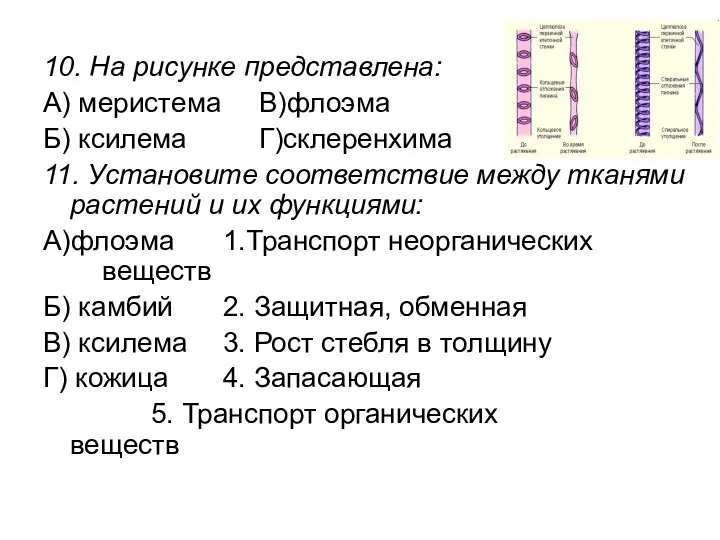 10. На рисунке представлена: А) меристема В)флоэма Б) ксилема Г)склеренхима