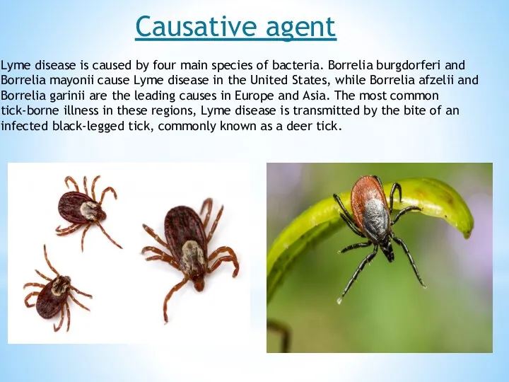 Lyme disease is caused by four main species of bacteria.