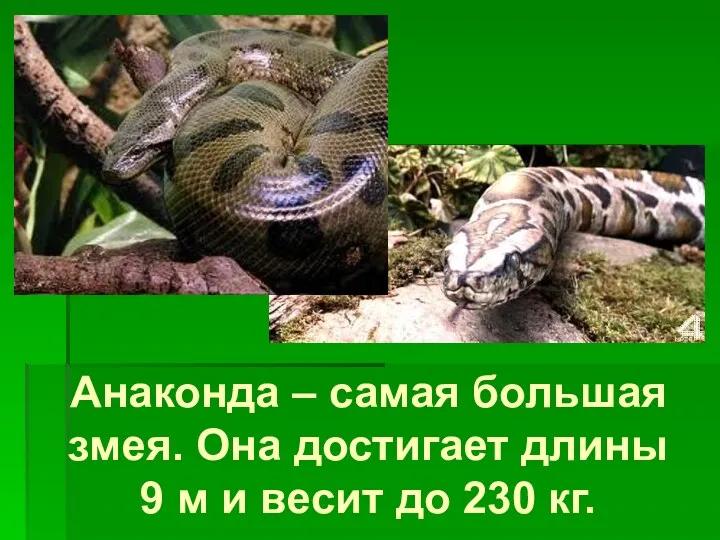 Анаконда – самая большая змея. Она достигает длины 9 м и весит до 230 кг.