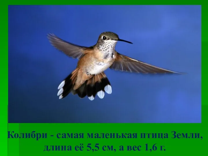 Колибри - самая маленькая птица Земли, длина её 5,5 см, а вес 1,6 г.