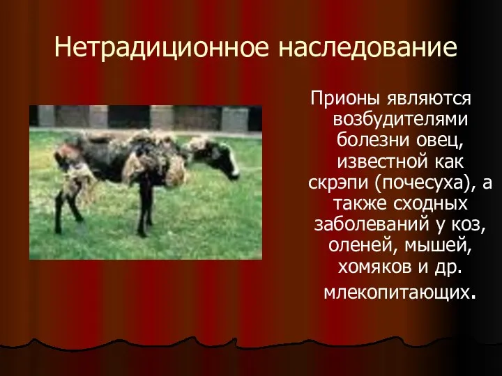 Нетрадиционное наследование Прионы являются возбудителями болезни овец, известной как скрэпи