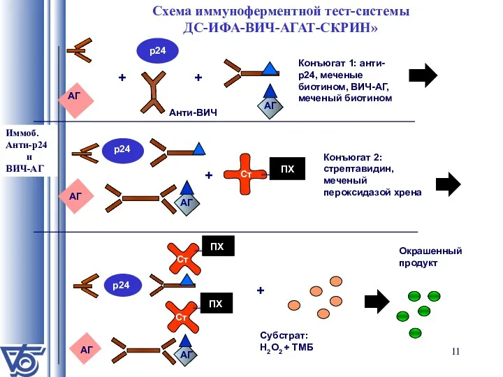 Схема иммуноферментной тест-системы ДС-ИФА-ВИЧ-АГАТ-СКРИН» Конъюгат 1: анти-р24, меченые биотином, ВИЧ-АГ, меченый биотином +