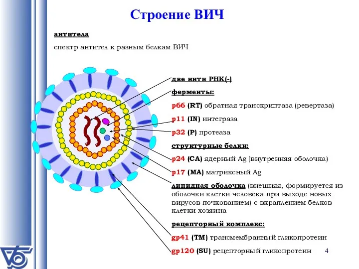 Строение ВИЧ две нити РНК(-) ферменты: p66 (RT) обратная транскриптаза (ревертаза) p11 (IN)