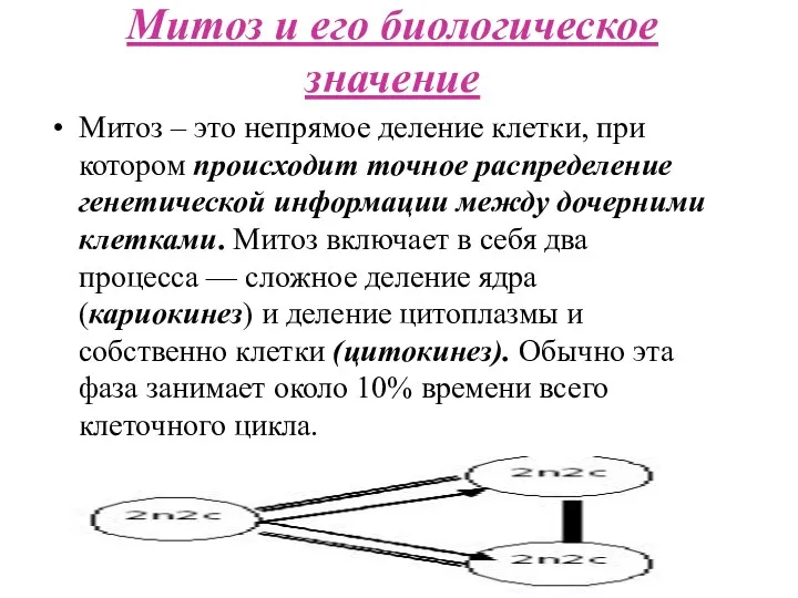 Митоз и его биологическое значение Митоз – это непрямое деление