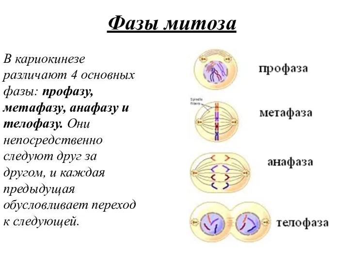 Фазы митоза В кариокинезе различают 4 основных фазы: про­фазу, метафазу,