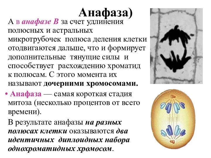 Анафаза) А в анафазе В за счет удлинения полюсных и