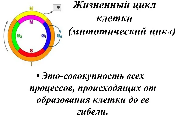 Жизненный цикл клетки ( (митотический цикЛ) Это-совокупность всех процессов, происходящих от образования клетки до ее гибели.