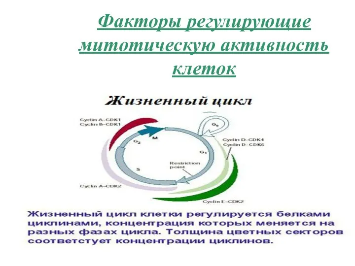 Факторы регулирующие митотическую активность клеток