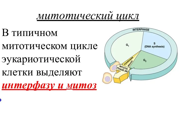 митотический цикл В типичном митотическом цикле эукариотической клетки выделяют интерфазу и Митоз