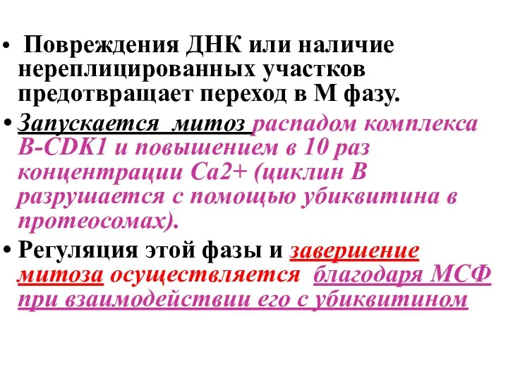 Повреждения ДНК или наличие нереплицированных участков предотвращает переход в М