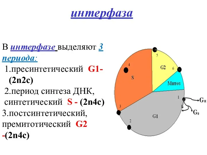 интерфаза В интерфазе выделяют 3 периода: 1.пресинтетический G1- (2n2c) 2.период