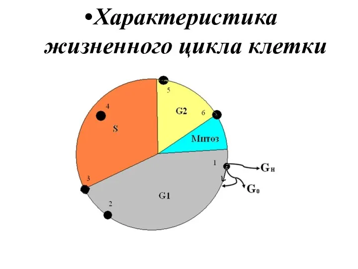 Характеристика жизненного цикла клетки