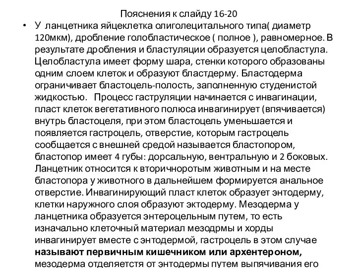 Пояснения к слайду 16-20 У ланцетника яйцеклетка олиголецитального типа( диаметр