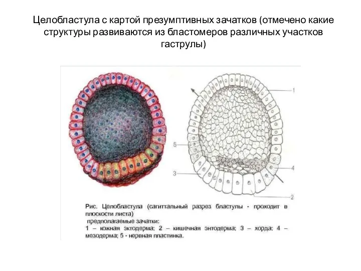 Целобластула с картой презумптивных зачатков (отмечено какие структуры развиваются из бластомеров различных участков гаструлы)