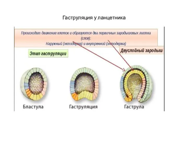 Гаструляция у ланцетника