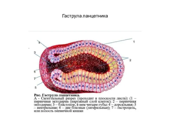 Гаструла ланцетника