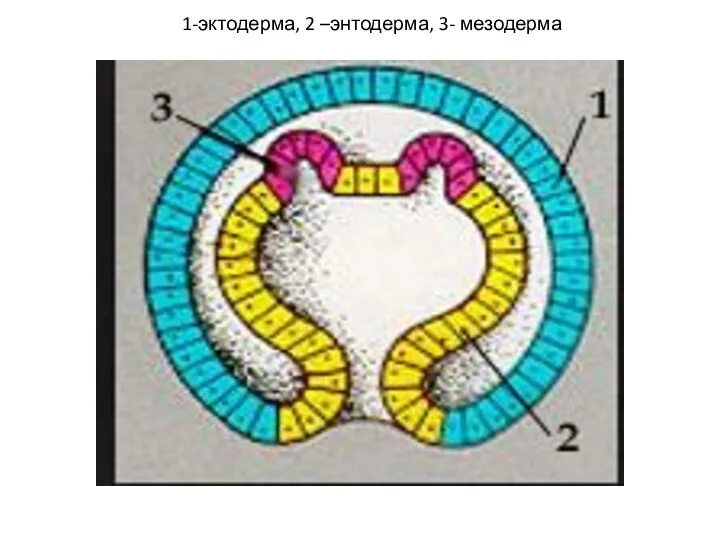 1-эктодерма, 2 –энтодерма, 3- мезодерма