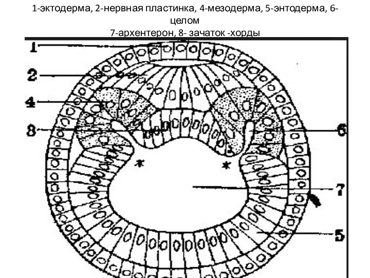 1-эктодерма, 2-нервная пластинка, 4-мезодерма, 5-энтодерма, 6-целом 7-архентерон, 8- зачаток -хорды