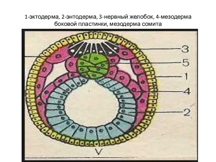 1-эктодерма, 2-энтодерма, 3-нервный желобок, 4-мезодерма боковой пластинки, мезодерма сомита