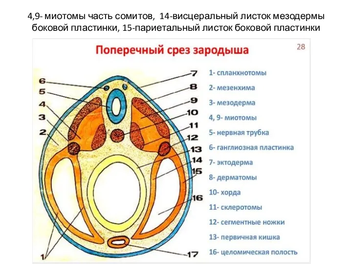 4,9- миотомы часть сомитов, 14-висцеральный листок мезодермы боковой пластинки, 15-париетальный листок боковой пластинки