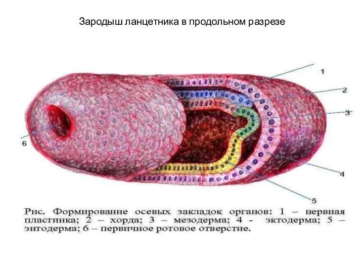 Зародыш ланцетника в продольном разрезе