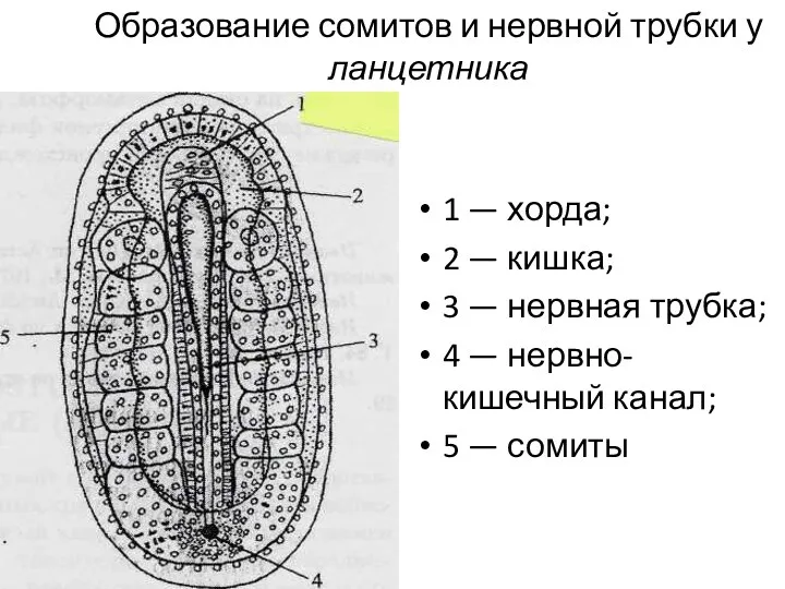 Образование сомитов и нервной трубки у ланцетника 1 — хорда;