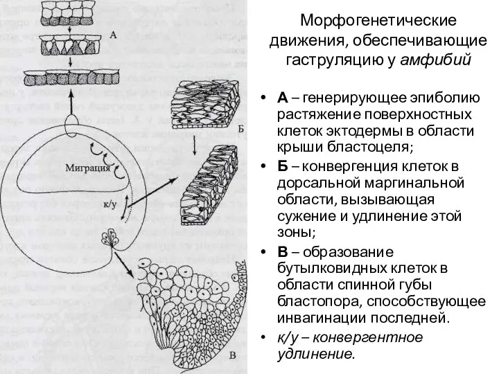 Морфогенетические движения, обеспечивающие гаструляцию у амфибий А – генерирующее эпиболию