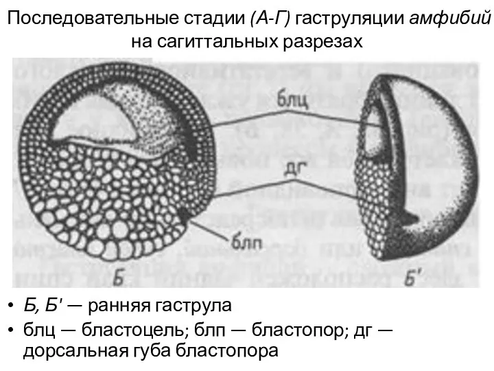 Последовательные стадии (А-Г) гаструляции амфибий на сагиттальных разрезах Б, Б'