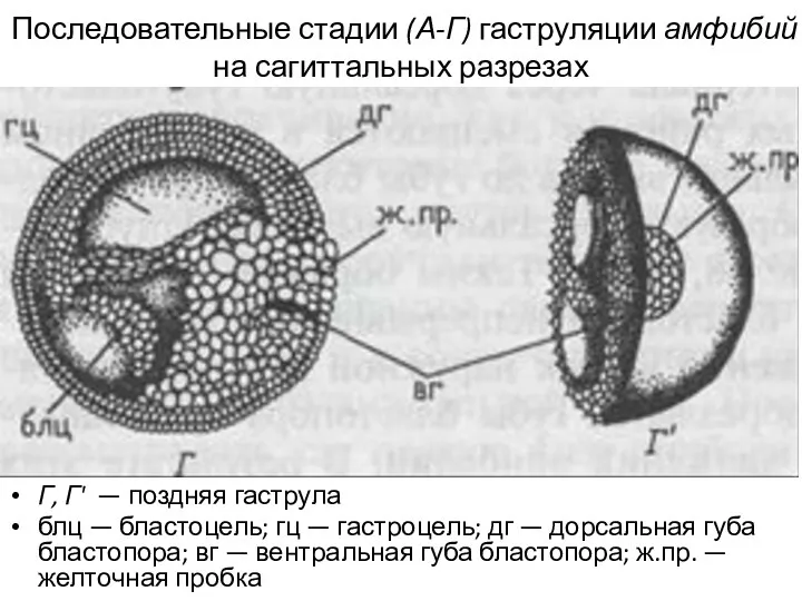 Последовательные стадии (А-Г) гаструляции амфибий на сагиттальных разрезах Г, Г'