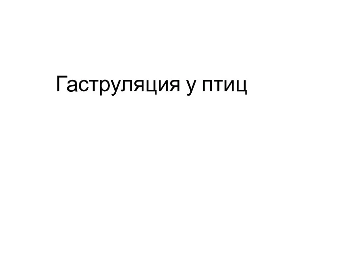 Гаструляция у птиц