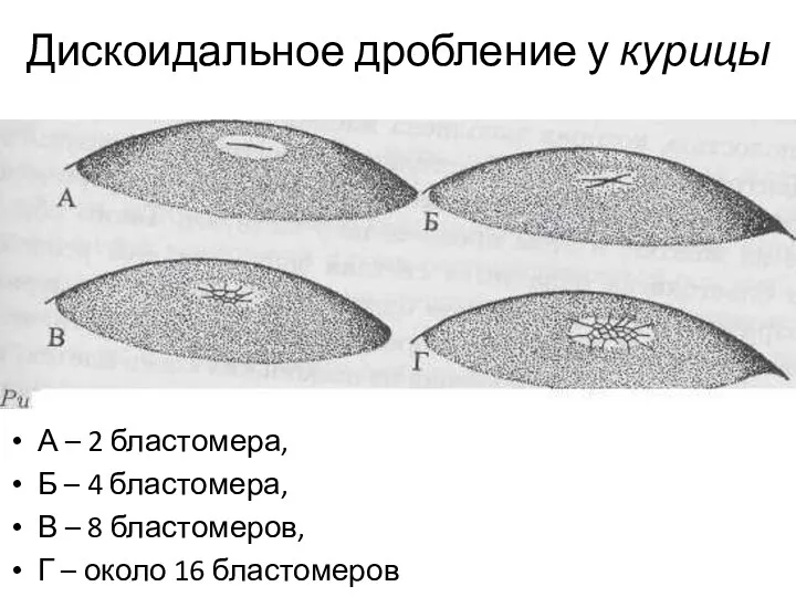 Дискоидальное дробление у курицы А – 2 бластомера, Б –